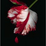 New Moon