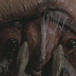 Starship Troopers Starship Troopers