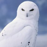 Snowy Owl