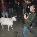 Biquette de Mauriac, The Grindcore Goat, at Wormrot concert in France