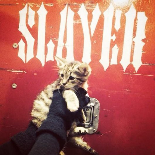 Slayer Rescue Cat From Indianapolis Street