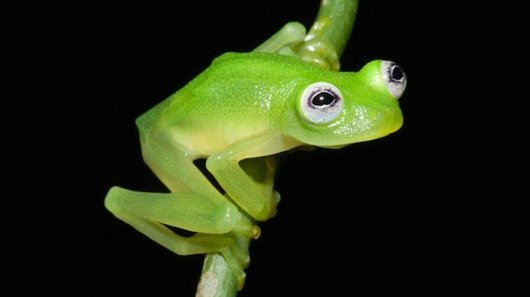 Real-Life Kermit the Frog