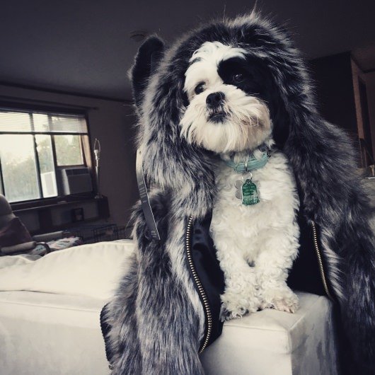 Sophie SpiritHoods Grey Wolf