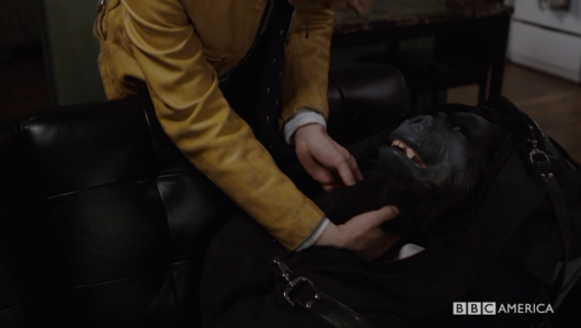 Dirk Gently black kitten and gorilla mask