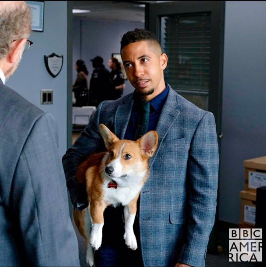 Dirk Gently Estevez and Rapunzel the corgi