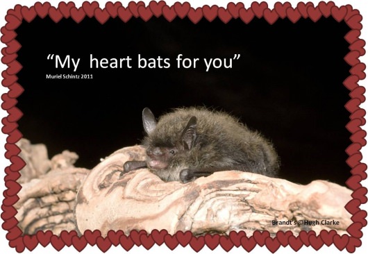 Bat Conservation Trust Valentine's Day