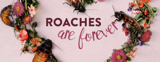 Bronx Zoo Name A Roach Madagascar Hissing Cockroaches for Valentine's Day 2017