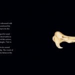 Harry Potter The Wand Collection 4