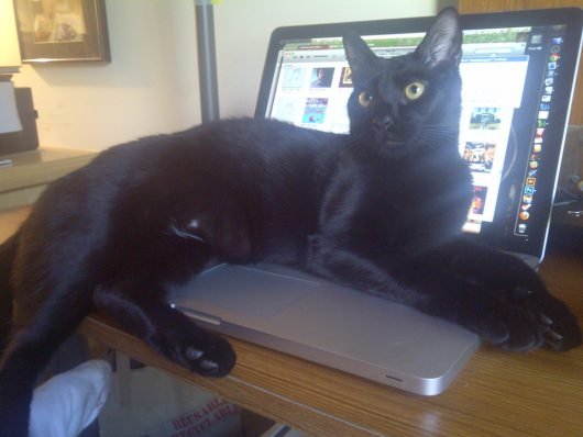 Fred Van Lente Cat Older