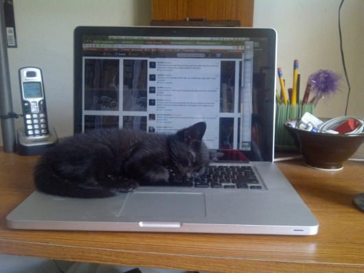 Fred Van Lente Cat Younger