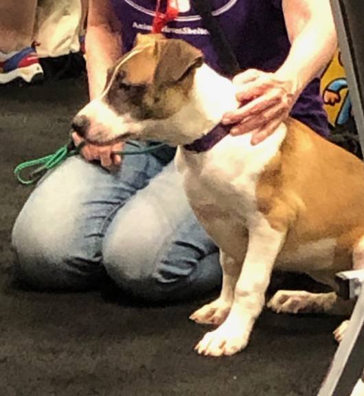 BookExpo 2019 Dog2